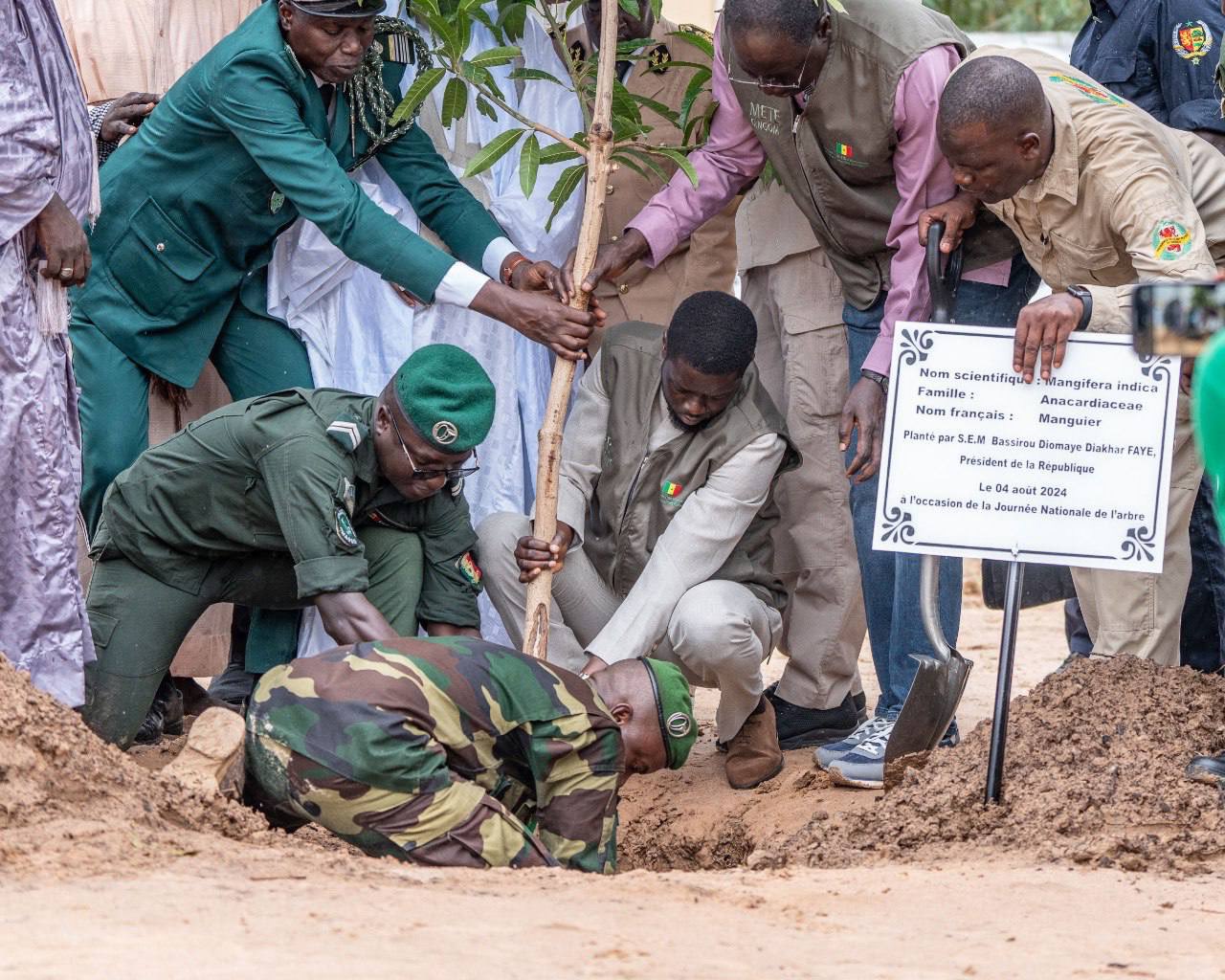 Lancement de la Campagne Nationale de Reboisement à Touba